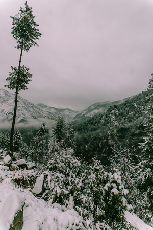 Snow covered tree in himalayas in winters - Indiaの写真素材