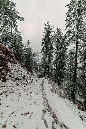Snow covered road surrounded by deodar tree in himalayas - Indiaのeditorial素材