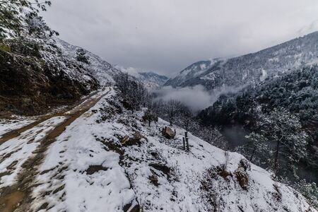 Snow covered road surrounded by deodar tree in himalayas - Indiaのeditorial素材