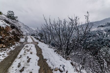 Snow covered road surrounded by deodar tree in himalayas - Indiaのeditorial素材
