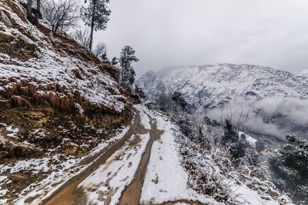 Snow covered road surrounded by deodar tree in himalayas - Indiaのeditorial素材