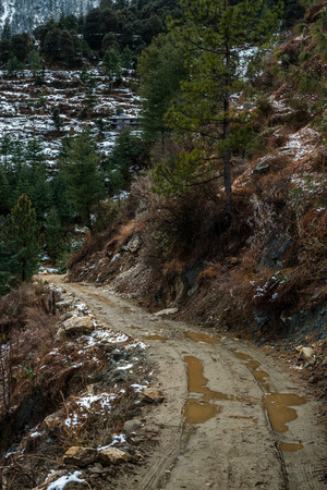 High altitude road in Himalayas surrounded by deodar tree - Indiaの写真素材