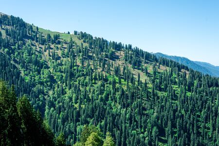 Beautiful View of Himalayas mountains and deodar tree -の写真素材