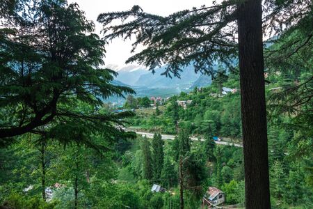 Photo of Pine tree forest in himalayas