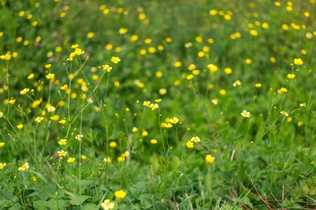 Photo of Beautiful cosmos flowers blooming in garden in himalayas