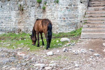Kullu, Himachal Pradesh, India - May 05, 2019 : Wild hourse on the way to Hamta Pass Trek in the Himalayan Ranges -のeditorial素材