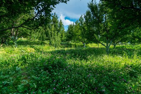 Photo of apple garden in himalayas - Indiaの写真素材