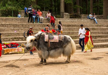 Manali, Himachal Pradesh, India - May 27, 2019 : Yak at tourist place in manaliのeditorial素材
