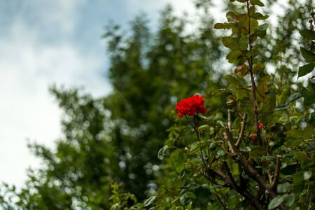 Red Flower in Garden - Himalayasの写真素材