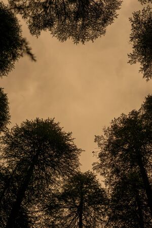 Van Vihar Forest in Manali -