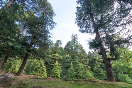 Photo of Pine tree forest in himalayasの写真素材