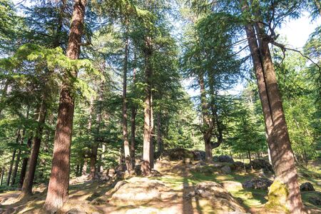Photo of Pine tree forest in himalayas