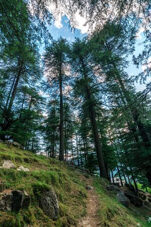 Photo of Pine tree forest in himalayasの写真素材