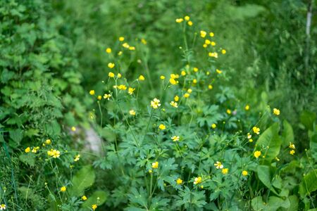 Photo of flower garden in himalayas - Indiaの写真素材