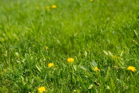 Spring background with beautiful yellow flowers in himalayas