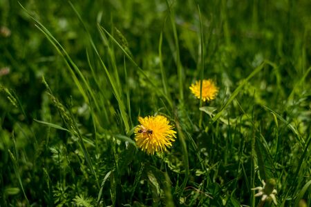 Spring background with beautiful yellow flowers in himalayas