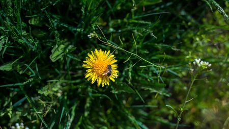 Spring background with beautiful yellow flowers in himalayas