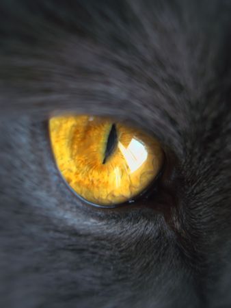 part of gray cat face, orange eye part of gray cat face, orange eye