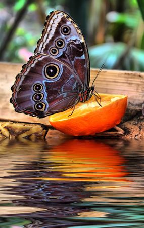 Photo of butterfly on the orange reflecting in waterの写真素材