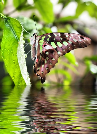 This is the photo of butterfly on a leaf reflecting in waterの写真素材