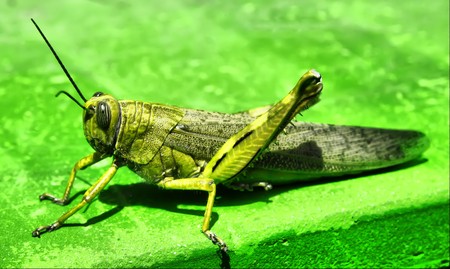 green grasshopper on green backgroundの写真素材