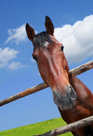 Photo of brown horse on green grass with blu skyの写真素材