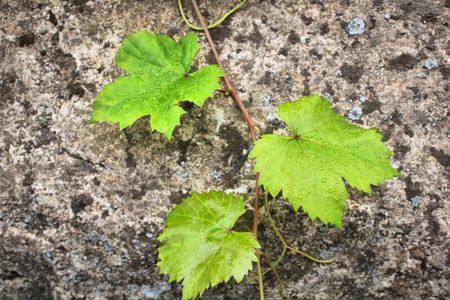 Photo of vine plant with stone wall in backgrou dの写真素材