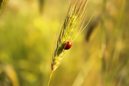 Photo of ear of wheat with ladybug on it の写真素材