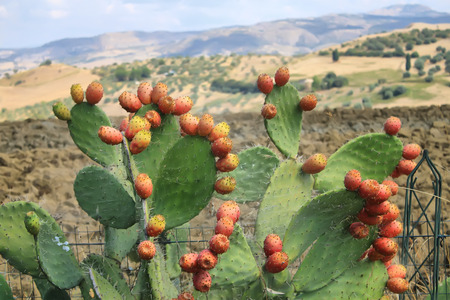 cactus with beatifull landscape in background. There is a spidernet on cactus.