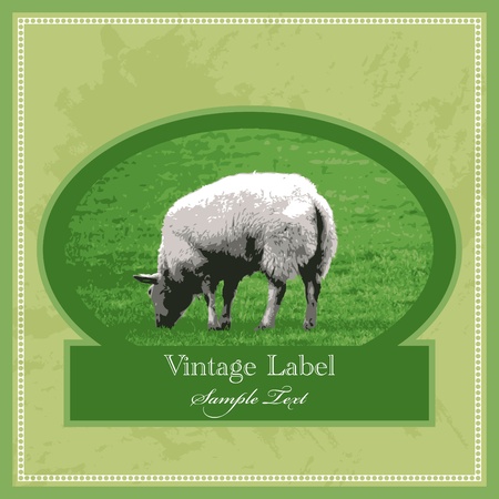   vintage label with sheepのイラスト素材