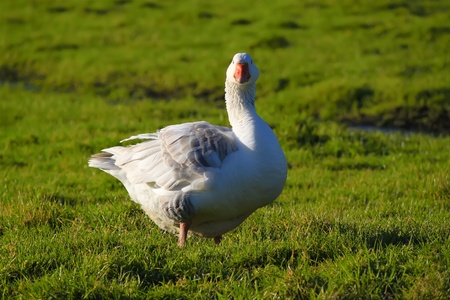 Photo of white goose of the fieldの写真素材