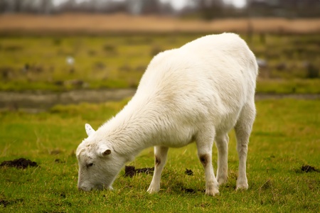 Photo with goatの写真素材