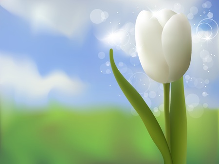 Vector spring picture with white tulipのイラスト素材