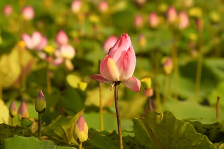 lotus flowersの写真素材