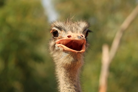 Photo of funny ostrich