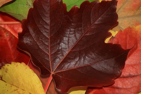 Autumn leaves background