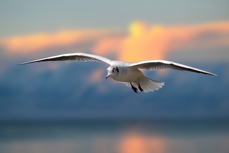 Photo of flying seagullの写真素材