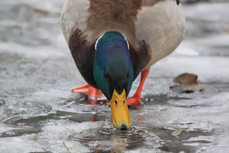 Photo of duck drinking waterの写真素材