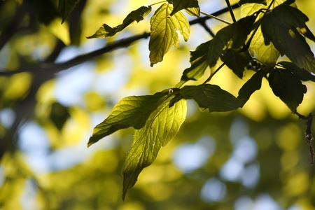 Photo of green leavesの写真素材