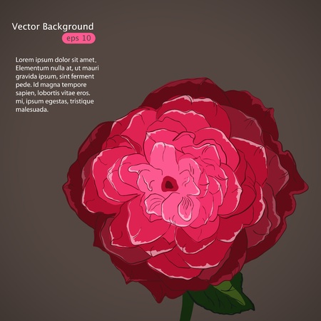 Vector pictures with pink roseのイラスト素材