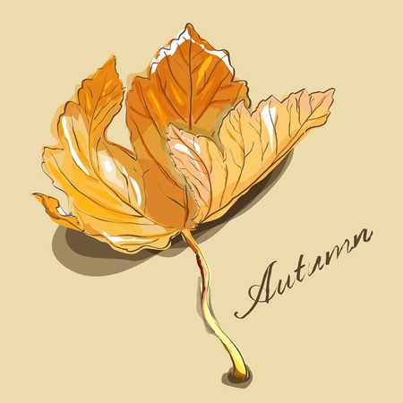 Vector painting of maple leafのイラスト素材