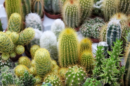 Photo of some cactus