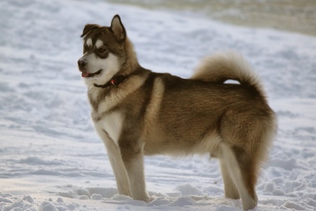 This is a dogの写真素材