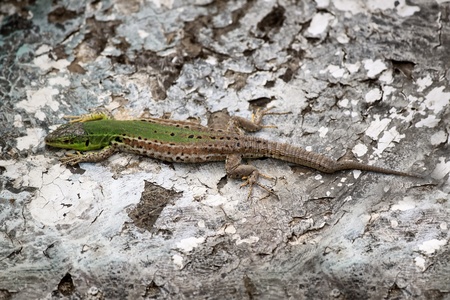 Photo of green lizard sitting on the stones