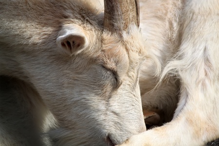 Photo with goatの写真素材