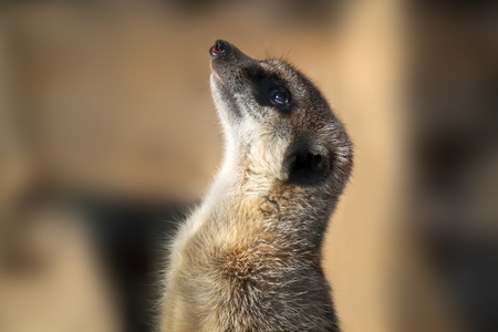 Close up photo of meerkatの写真素材