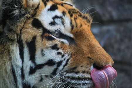 Photo of tigerの写真素材