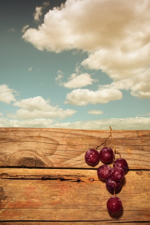 Photo of blue vine grapesの写真素材