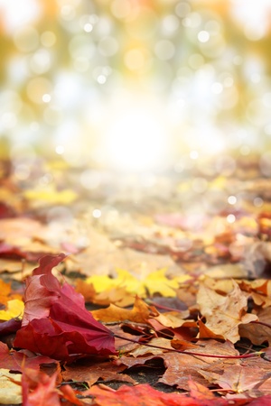 Photo of  maple leafsの写真素材