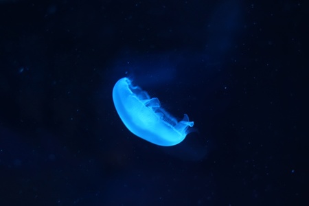 Photo of light blue jellyfishの写真素材